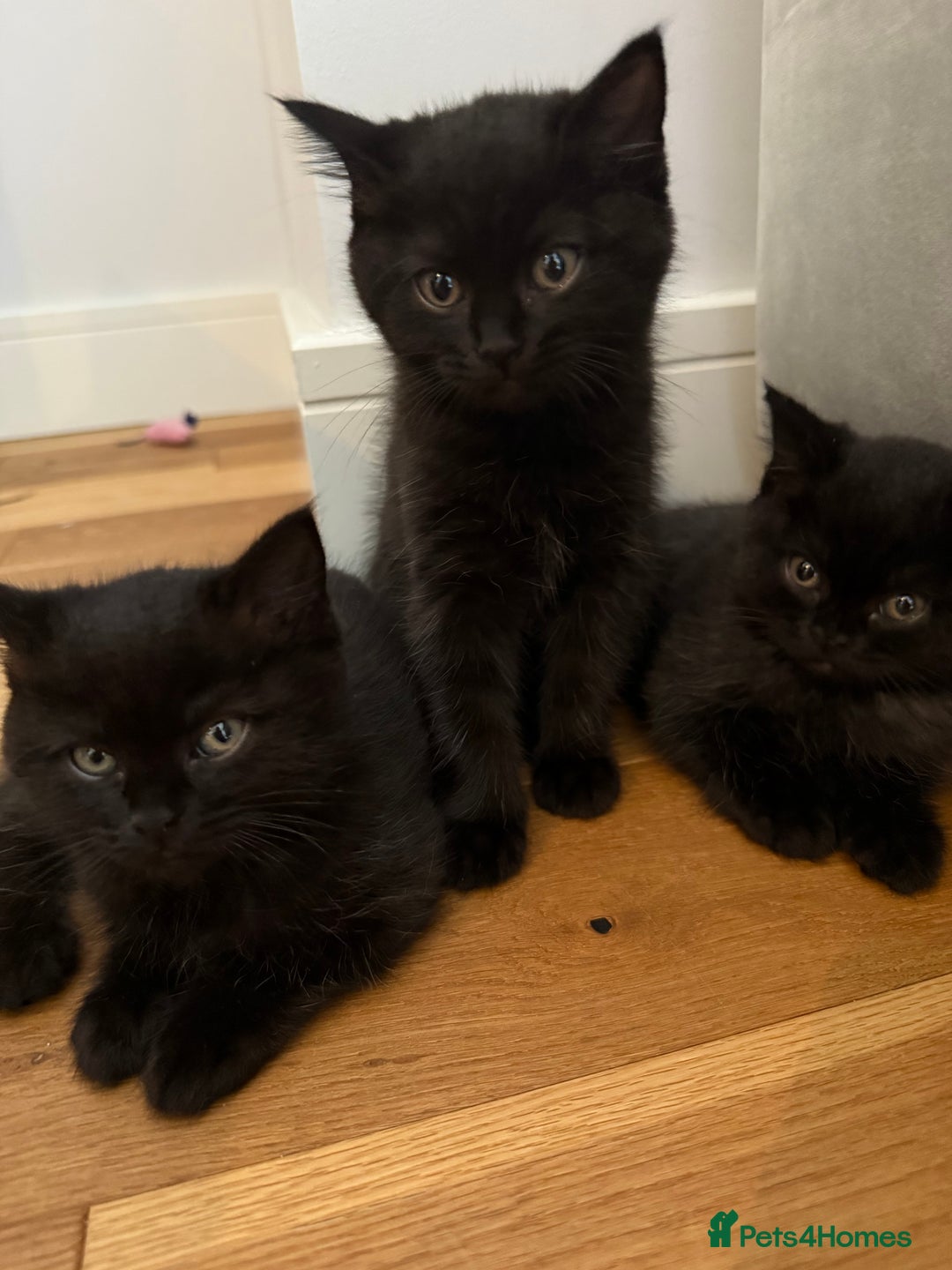 British Shorthair cats for sale: Fluffy Chocolate British Shorthair Kittens 🐾 - Image 4