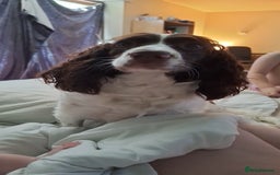Sprocker dogs for sale: two year old sprocker looking for a loving home - Image 2