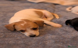 Jackapoo dogs for sale: Gorgeous Jackapoo Puppies for sale  - Image 7