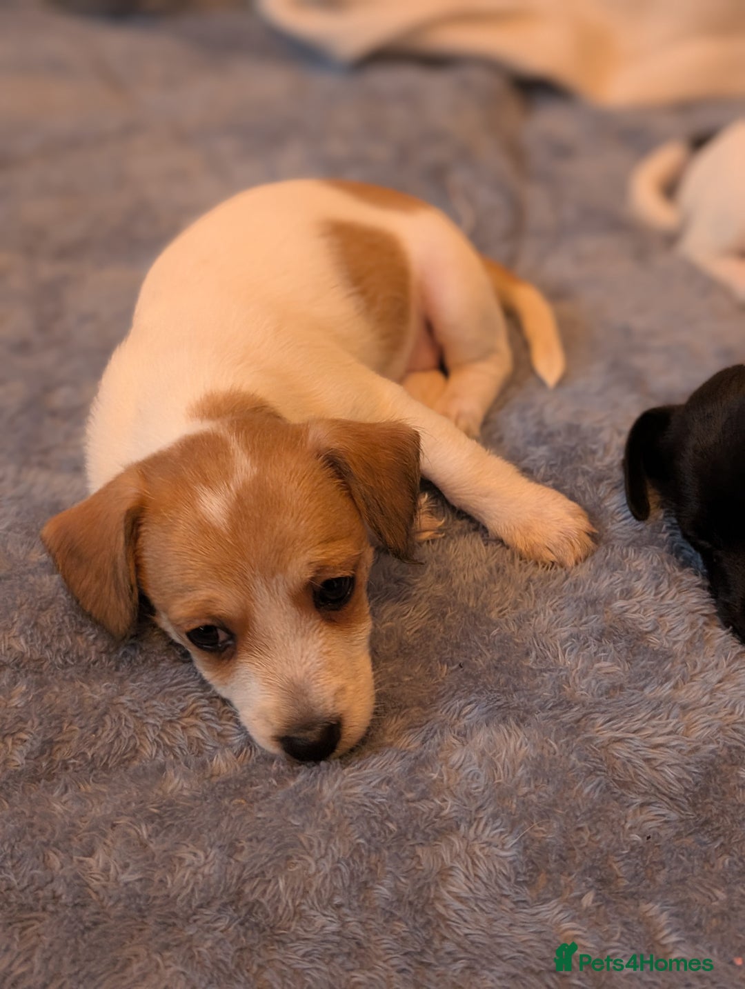 Jackapoo dogs for sale: Gorgeous Jackapoo Puppies for sale  - Image 7