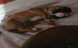 Boxer dogs for sale: Gorgeous Red Boxer puppies for sale. - Image 4