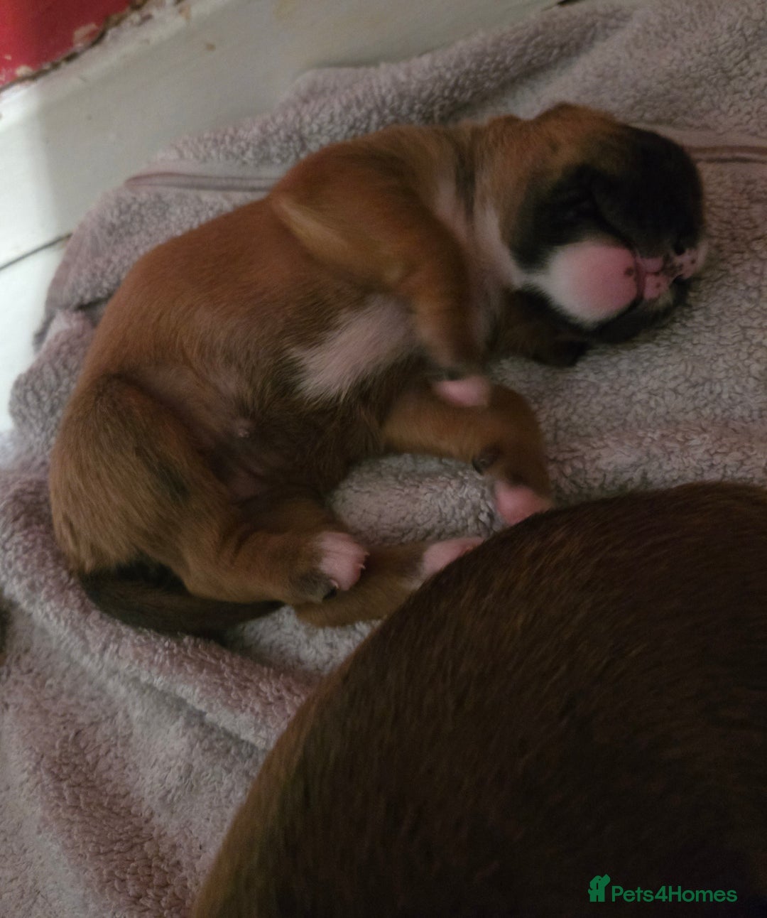 Boxer dogs for sale: Gorgeous Red Boxer puppies for sale. - Image 4