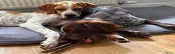 Pointer dogs for adoption: Remi (English Pointer) in Bedford - Advert 29