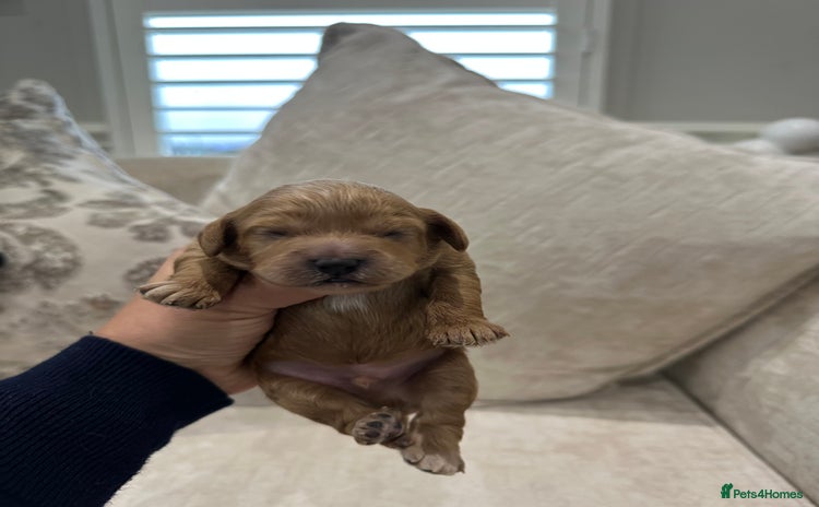Cavapoo dogs - Advert 14
