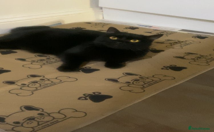 British Shorthair cats - Advert 1
