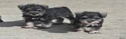 Miniature Schnauzer dogs for sale: Miniature schnauzer puppies - Advert 7
