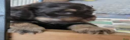 Cockapoo dogs for sale: Stunning health tested cockapoos - Advert 2
