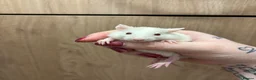 Rat rodents for sale: Gorgeous pedigree dwarf rat pups - Advert 15