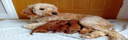 Goldendoodle dogs for sale: Adorable Goldendoodle Puppies - Advert 15