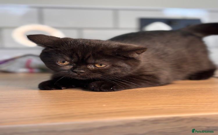 British Shorthair cats Full British short hair kittens - Advert 13