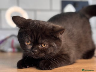 British Shorthair cats Full British short hair kittens - Advert 14