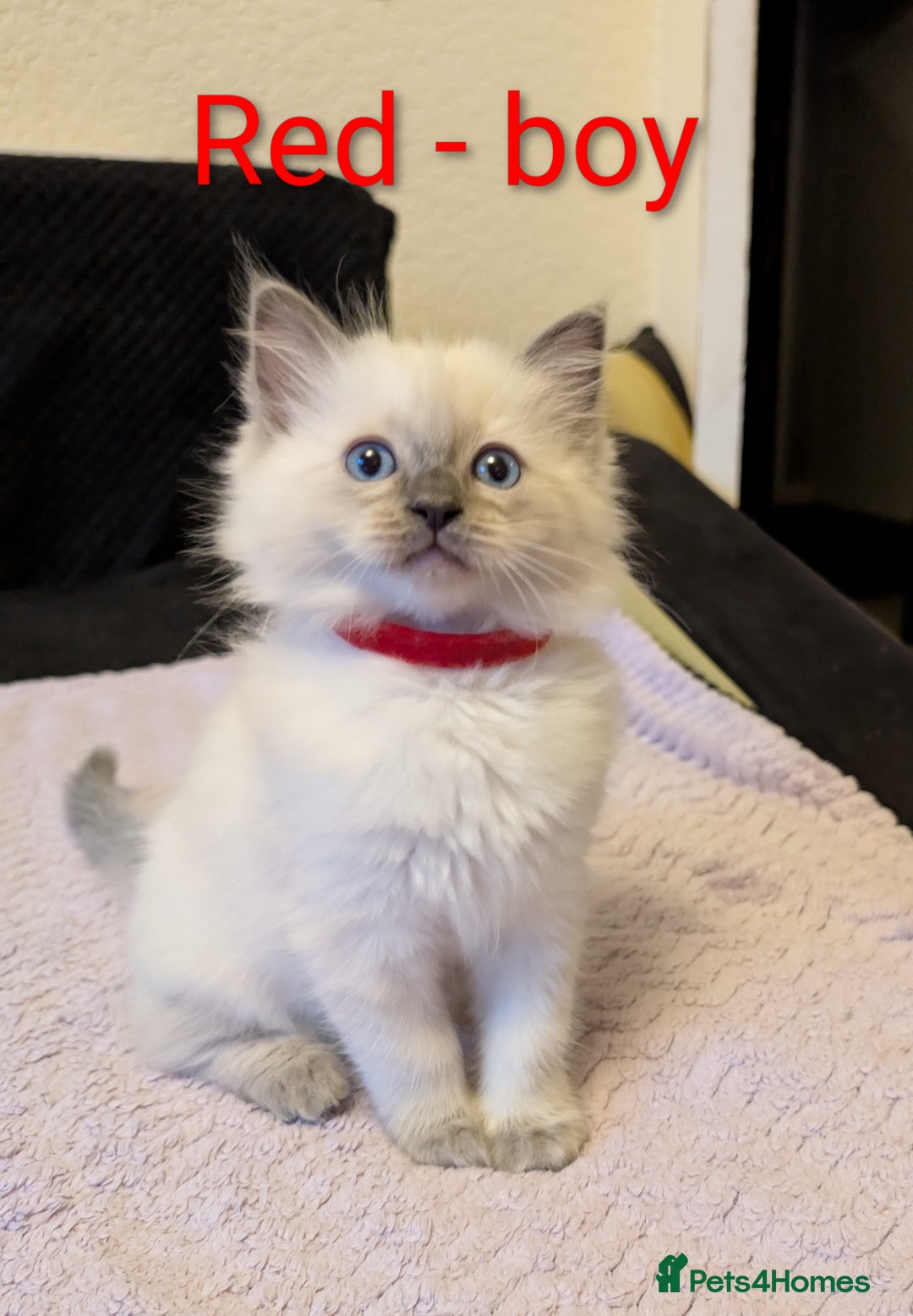 Ragdoll cats for sale: Stunning Ragdoll kittens - Image 4