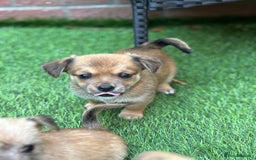 Mixed Breed dogs for sale: Jack Russell x chi puppies for sale  - Image 5