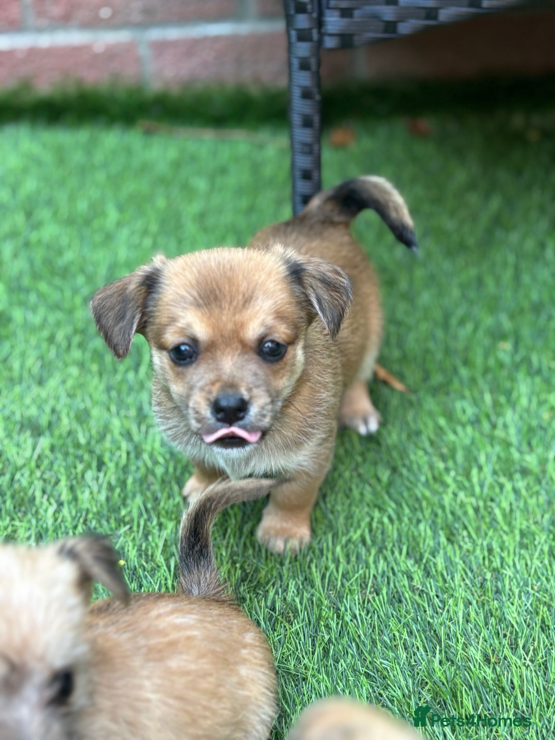 Mixed Breed dogs for sale: Jack Russell x chi puppies for sale  - Image 5
