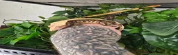 Gecko reptiles for sale: Crested gecko male /female  - Advert 1