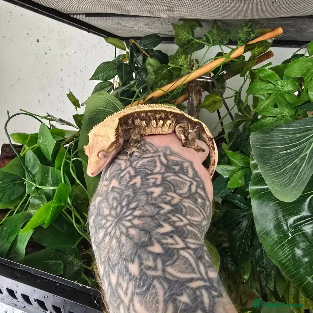 Gecko reptiles for sale: Crested gecko male /female  - Advert 1