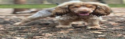 Cocker Spaniel dogs for stud: Show Cocker For Stud Only  - Advert 1