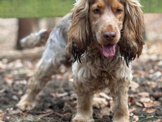 Cocker Spaniel dogs Show Cocker For Stud Only - Advert 1