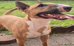 Miniature Bull terrier dogs for sale: Miniature Bull Terrier  - Image 17