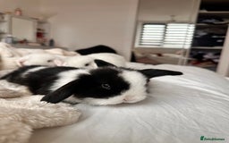 Mini Lop rabbits for sale: Mini lop bunnies for sale! - Advert 6