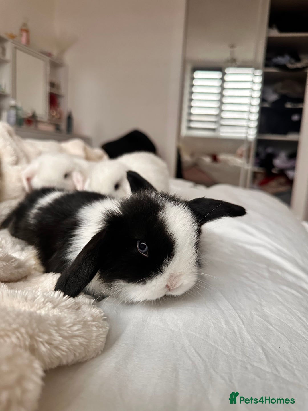 Mini Lop rabbits for sale: Mini lop bunnies for sale! - Advert 6