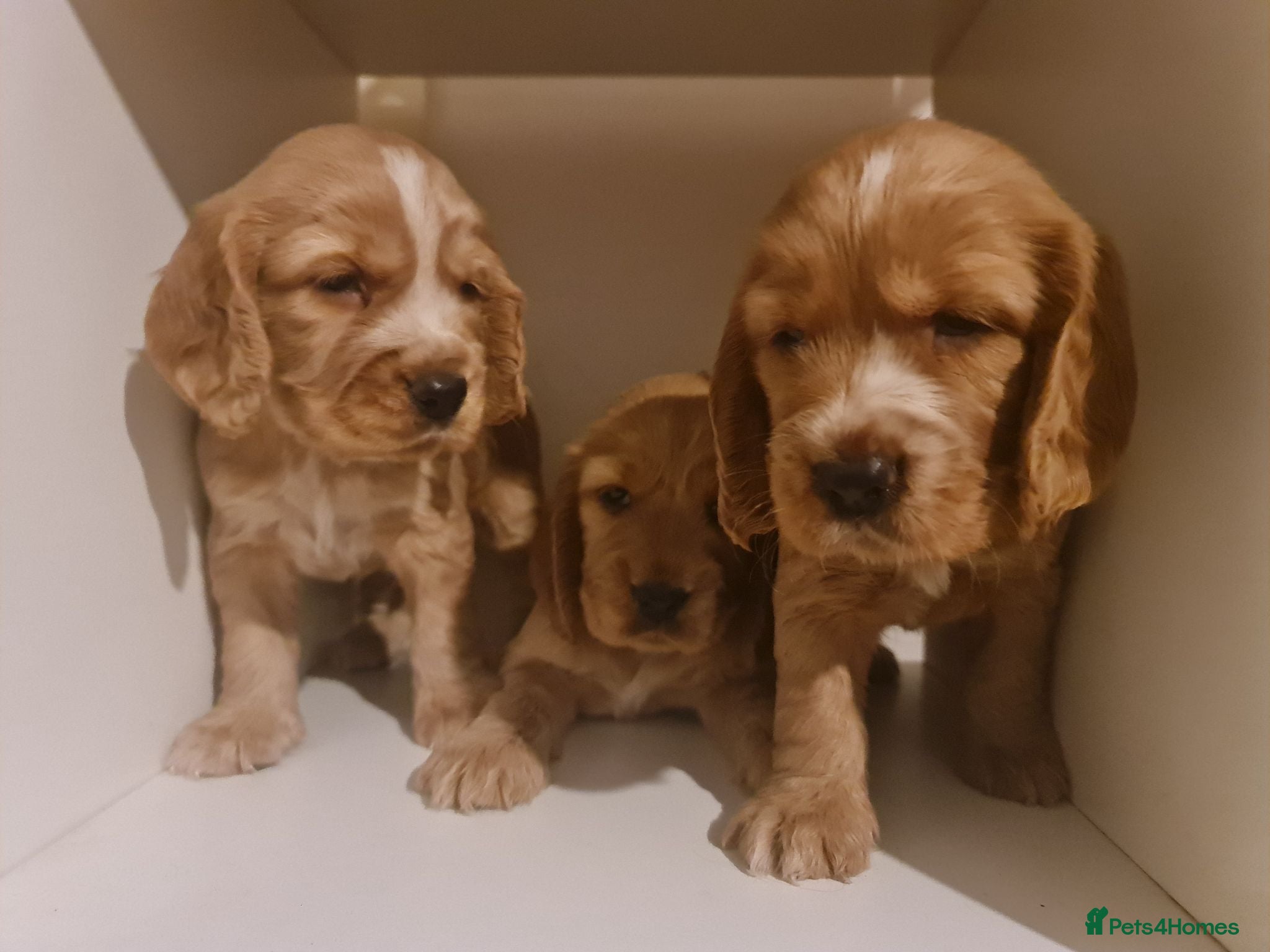 Cocker Spaniel dogs 3 golden Cocker Spaniels  - Advert 3