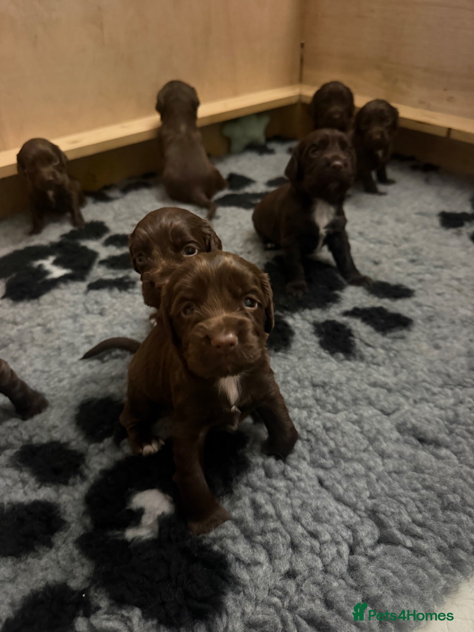 Cocker Spaniel dogs 🐾 8 Chocolate Working Cocker Spaniel Puppies  🐾 - Advert 11