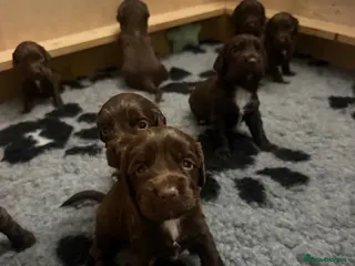 Cocker Spaniel dogs 🐾 8 Chocolate Working Cocker Spaniel Puppies 🐾 - Advert 11