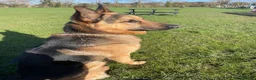 German Shepherd dogs for sale: Benji in Louth - Advert 4