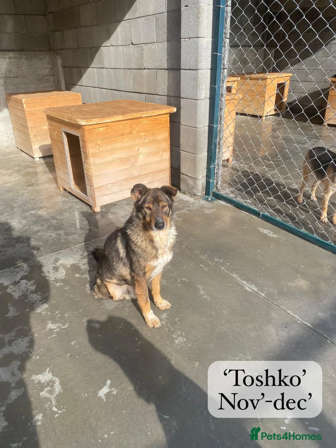 Mixed Breed dogs for adoption: Toshko, approx 10 yrs. Available for adoption. - Advert 20