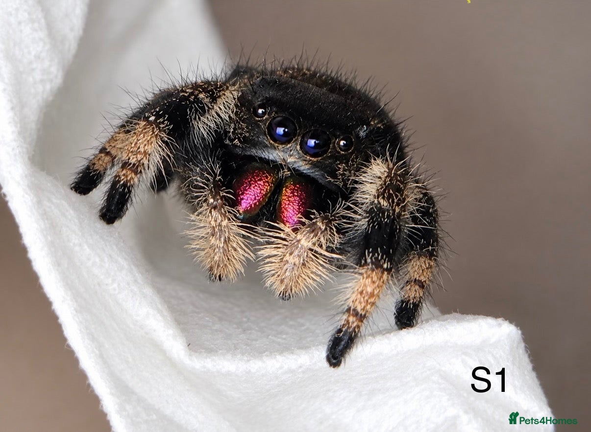 Spiders invertebrates Phiddipus Regius Jumping Spiders - Advert 2