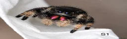Spiders invertebrates for sale: Phiddipus Regius Jumping Spiders - Advert 1
