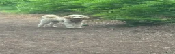 Cockapoo dogs for sale: 11 month old cockerpoo - Advert 5