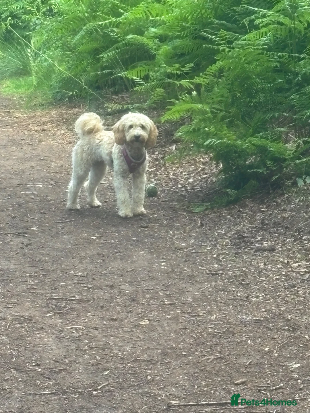 Cockapoo dogs for sale: 11 month old cockerpoo - Advert 5