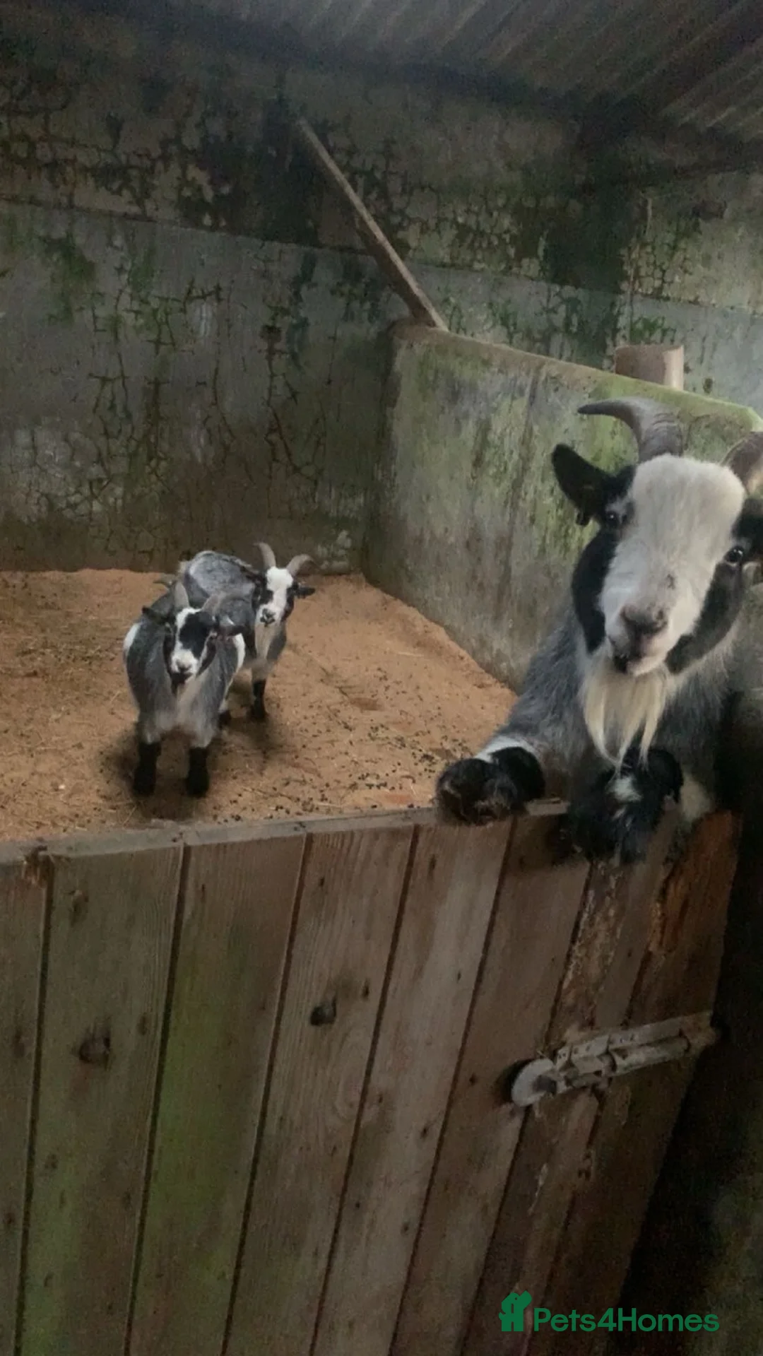 Goats livestock for sale: Goats  in Mauchline - Advert 1