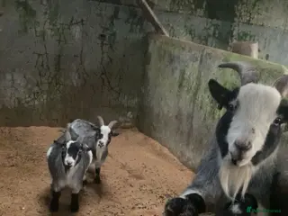 Goats livestock Goats in Mauchline - Advert 7