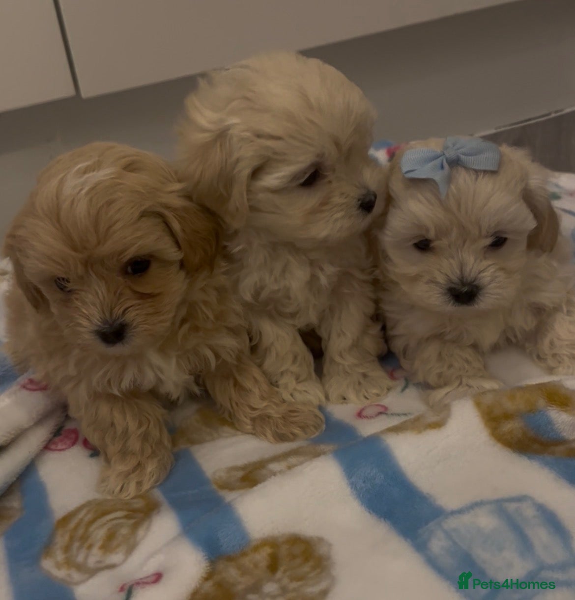 Maltipoo dogs for sale: OUTSTANDING TOY/KOREAN MALTIPOOS  - Advert 1