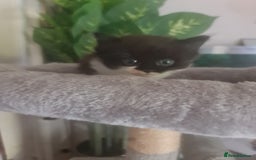 Mixed Breed cats for sale: Stunning  kittens looking  4 new home - Image 8