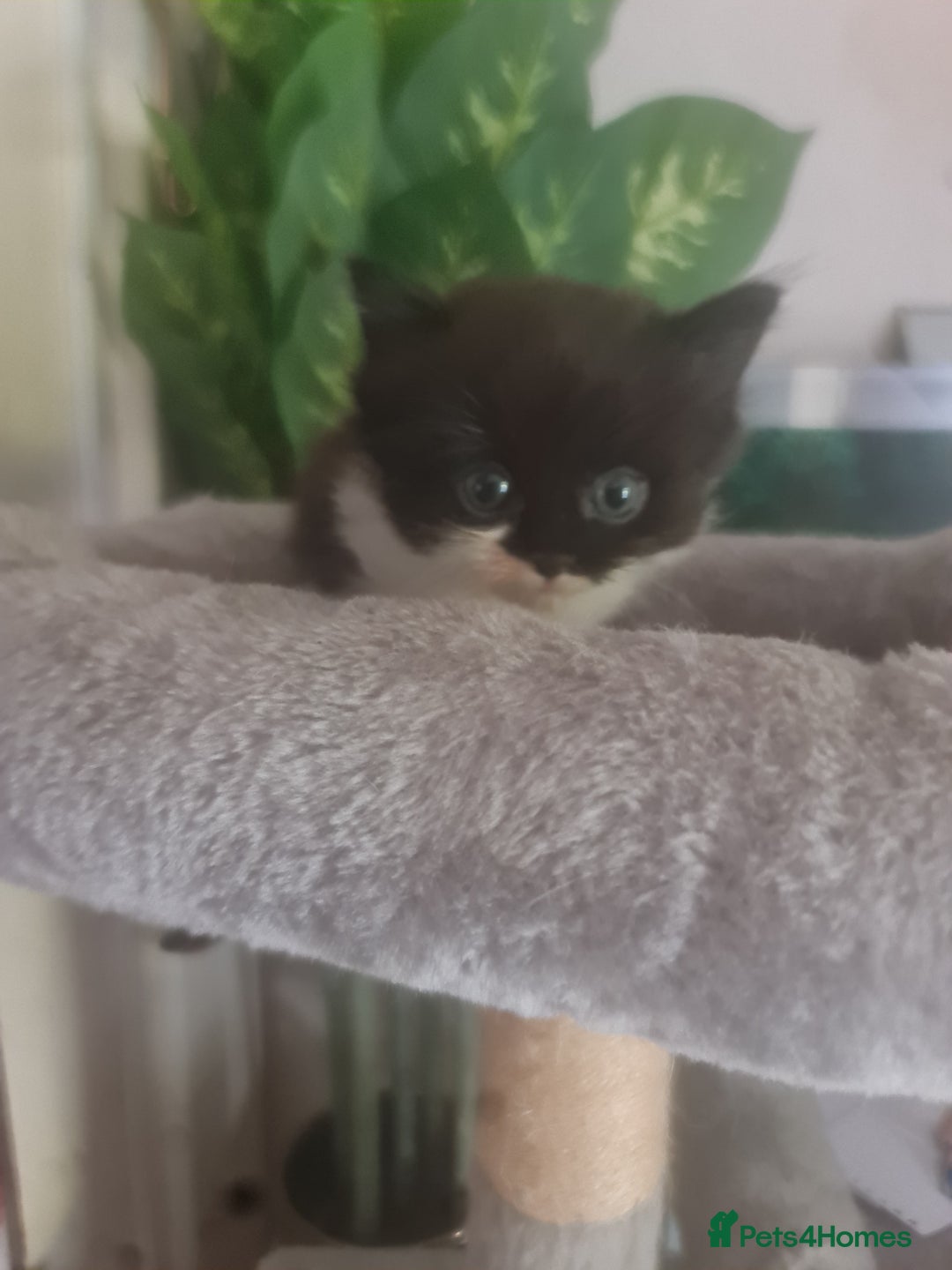 Mixed Breed cats for sale: Stunning  kittens looking  4 new home - Image 8