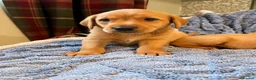 Labrador Retriever dogs for sale: 🐾 Beautiful Labrador Puppies in Welshpool - Advert 5
