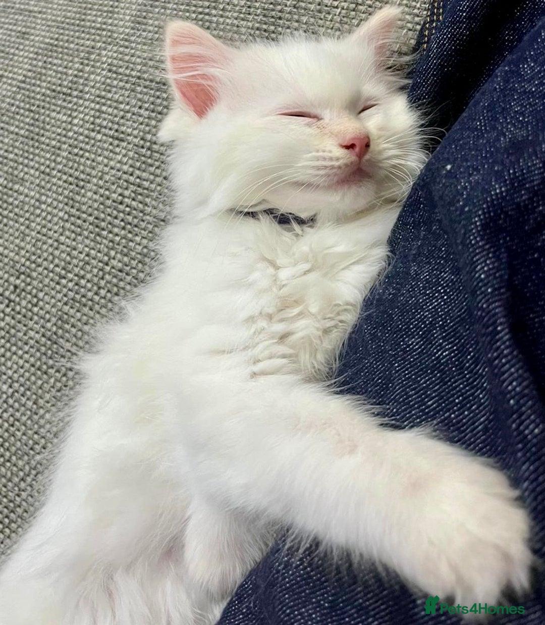 Ragdoll cats for sale: Beautiful Ragdoll Kittens, 2 Flamepoint, 1 mitted - Image 13