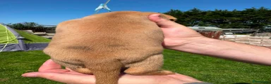 Dachshund 3