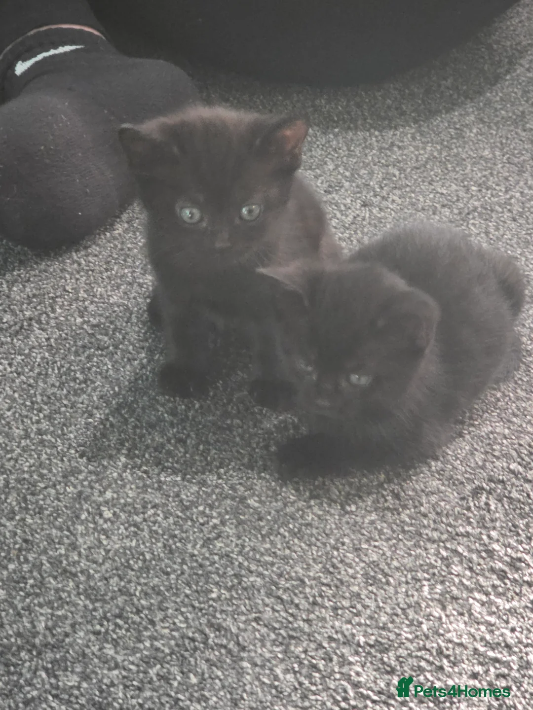 Domestic Shorthair cats for sale: Kittens in Deal - Advert 5