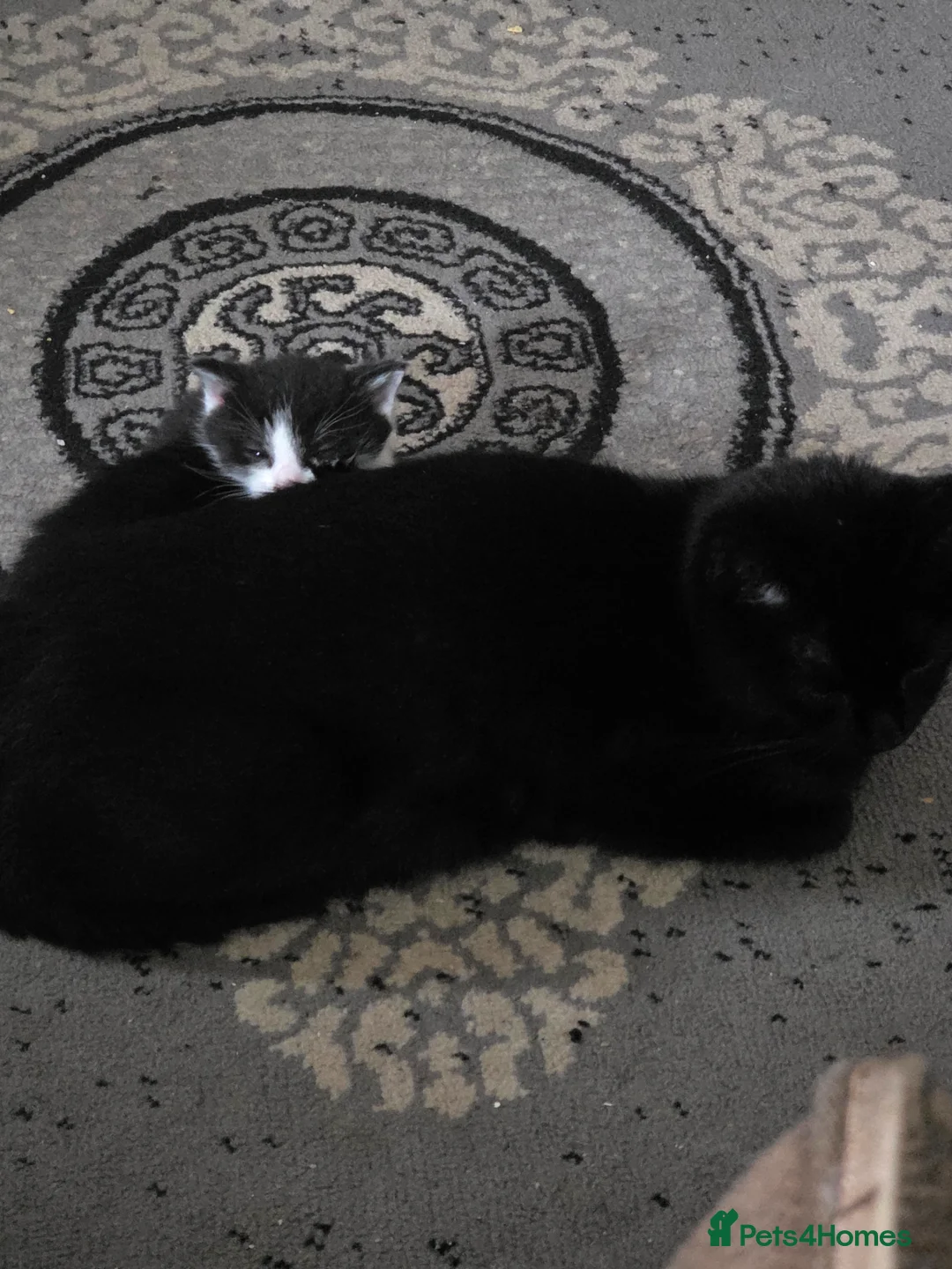 Mixed Breed cats for sale: 2 black and white kittens - Advert 1