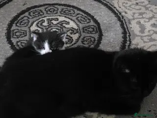 Mixed Breed cats 2 black and white kittens - Advert 3