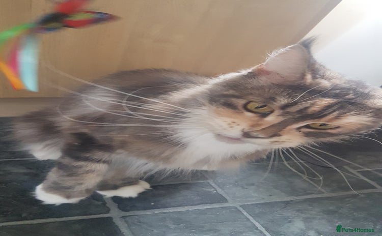 Maine Coon cats - Advert 1