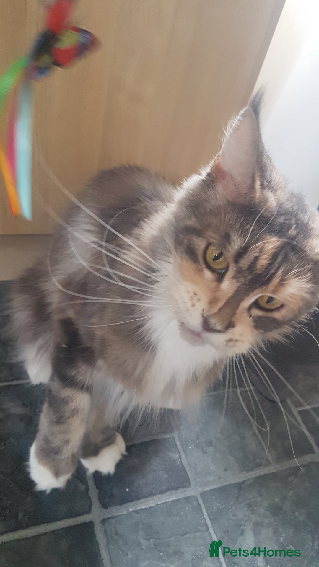 Maine Coon cats for sale: Tica Pedigree Blue Tortoishell Female Maine Coon  - Image 1