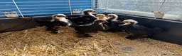 Chickens poultry for sale: Pekin bantams young chicks  - Advert 2