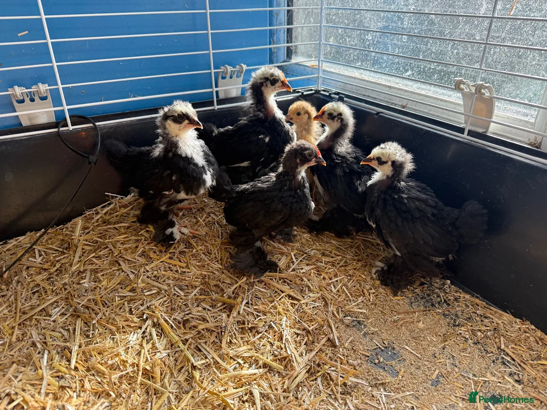 Chickens poultry for sale: Pekin bantams young chicks  - Advert 2