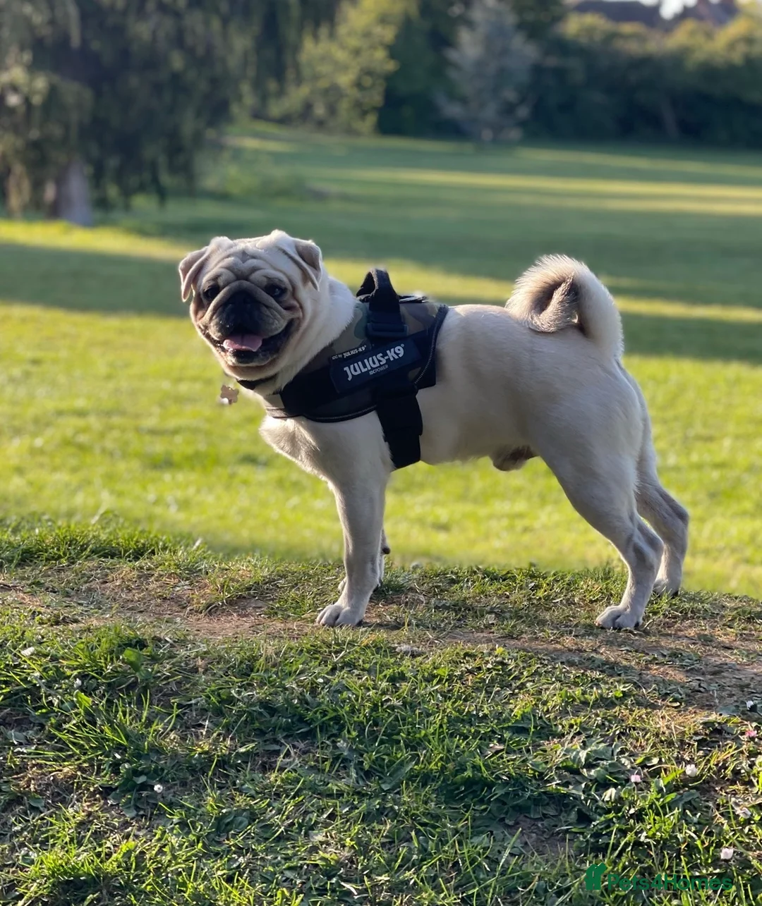 Mixed Breed dogs for sale: Rehoming - Chow Chow & two Pugs  - Advert 15